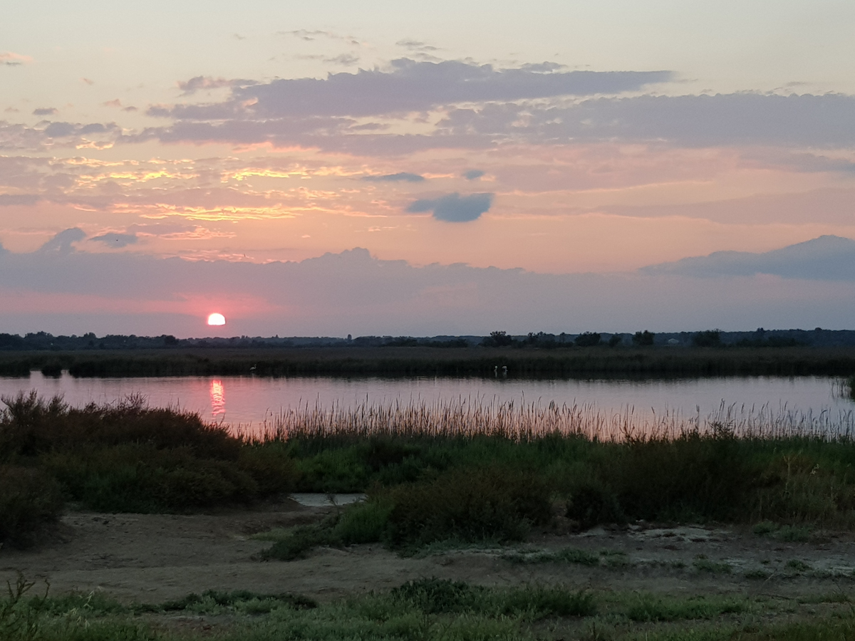 Sur la Camargue