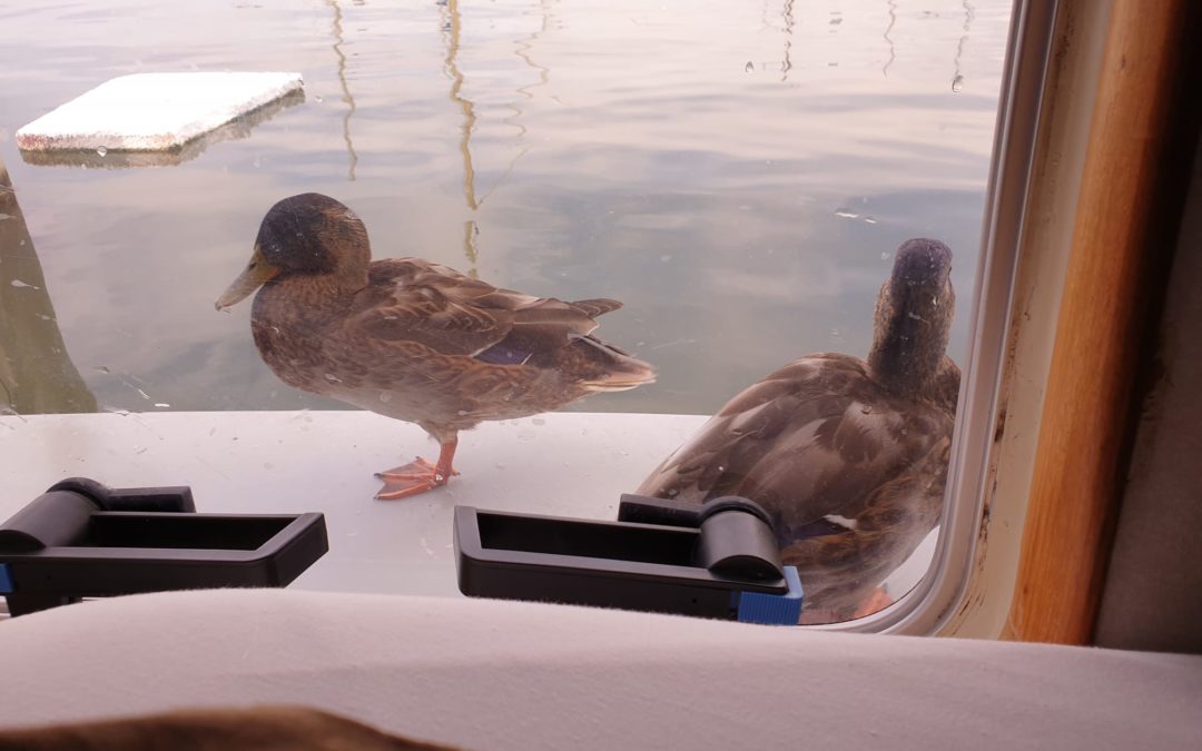 Des canards sur la plage arrière